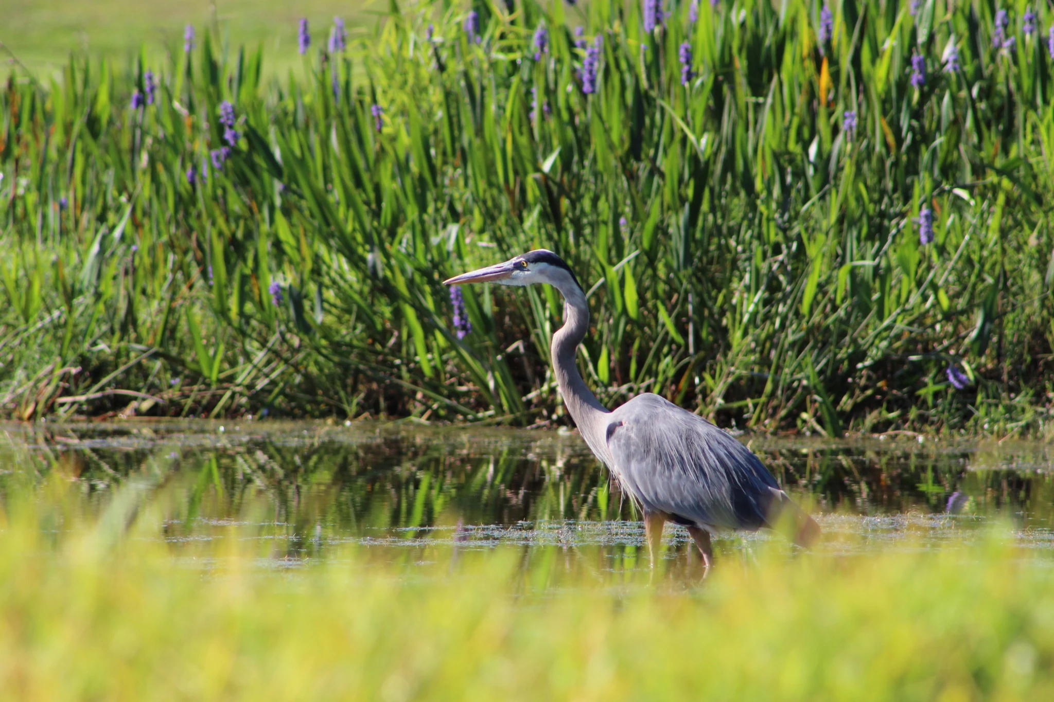 Heron photograph