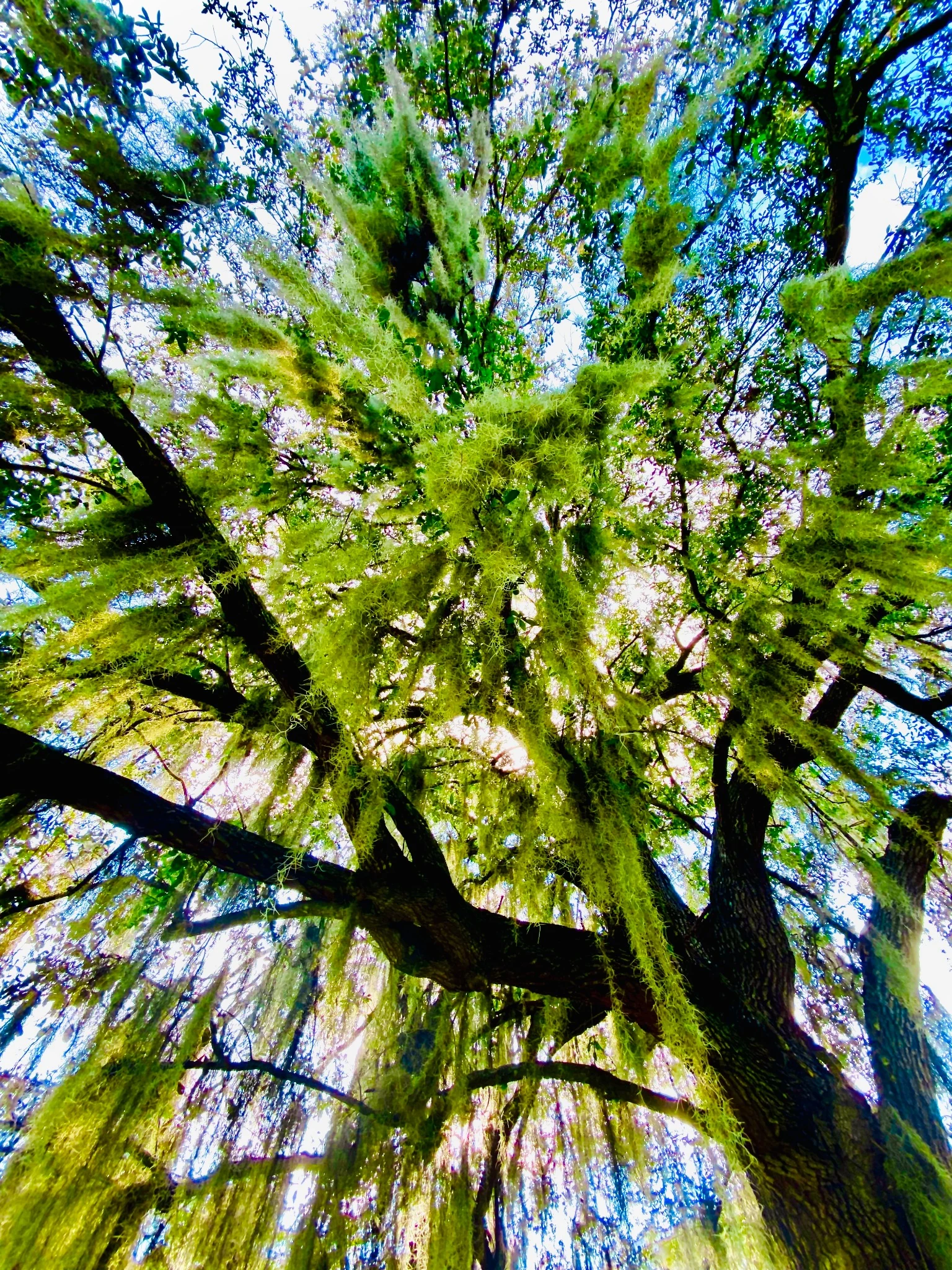 Tree canopy photograph by Celestial Productions